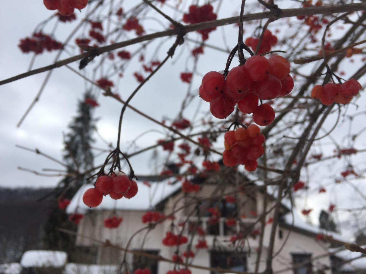 Villa Medova Kosiv Dış mekan fotoğraf